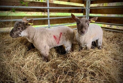 Two sheep standing in hay.