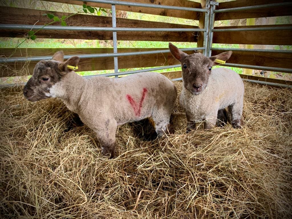 Two sheep standing in hay.