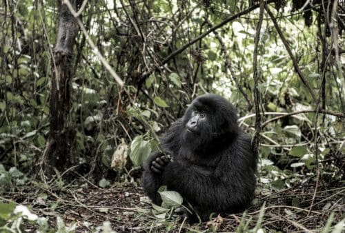 A mountain gorilla sitting in the forest.