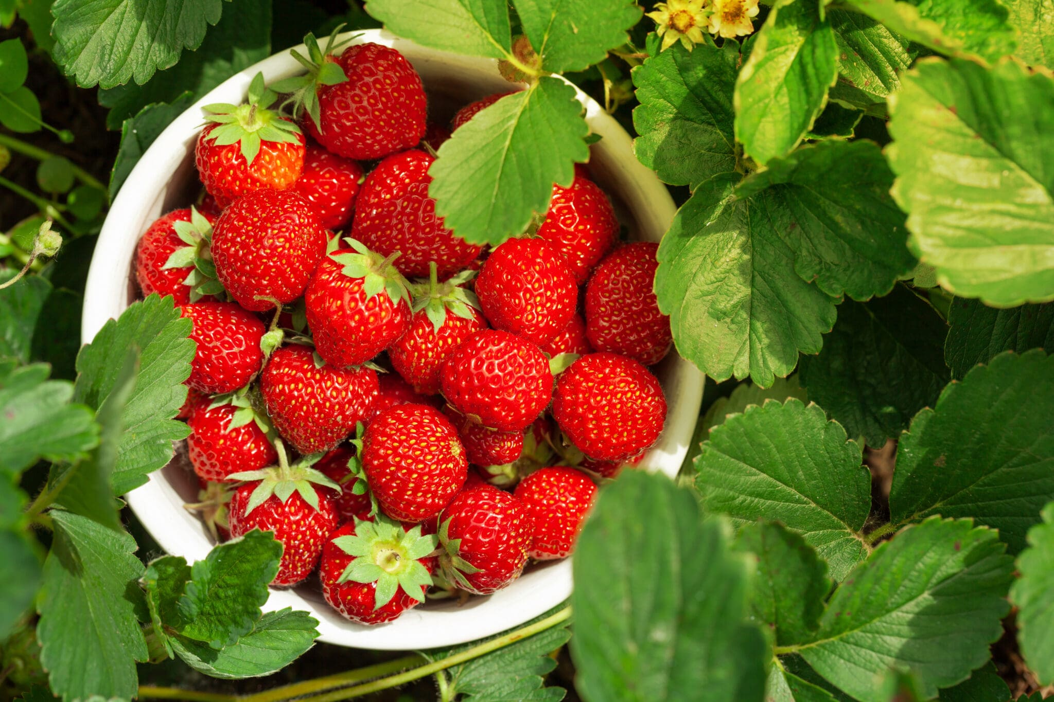 Strawberries in a white bowl surrounded by green leaves.